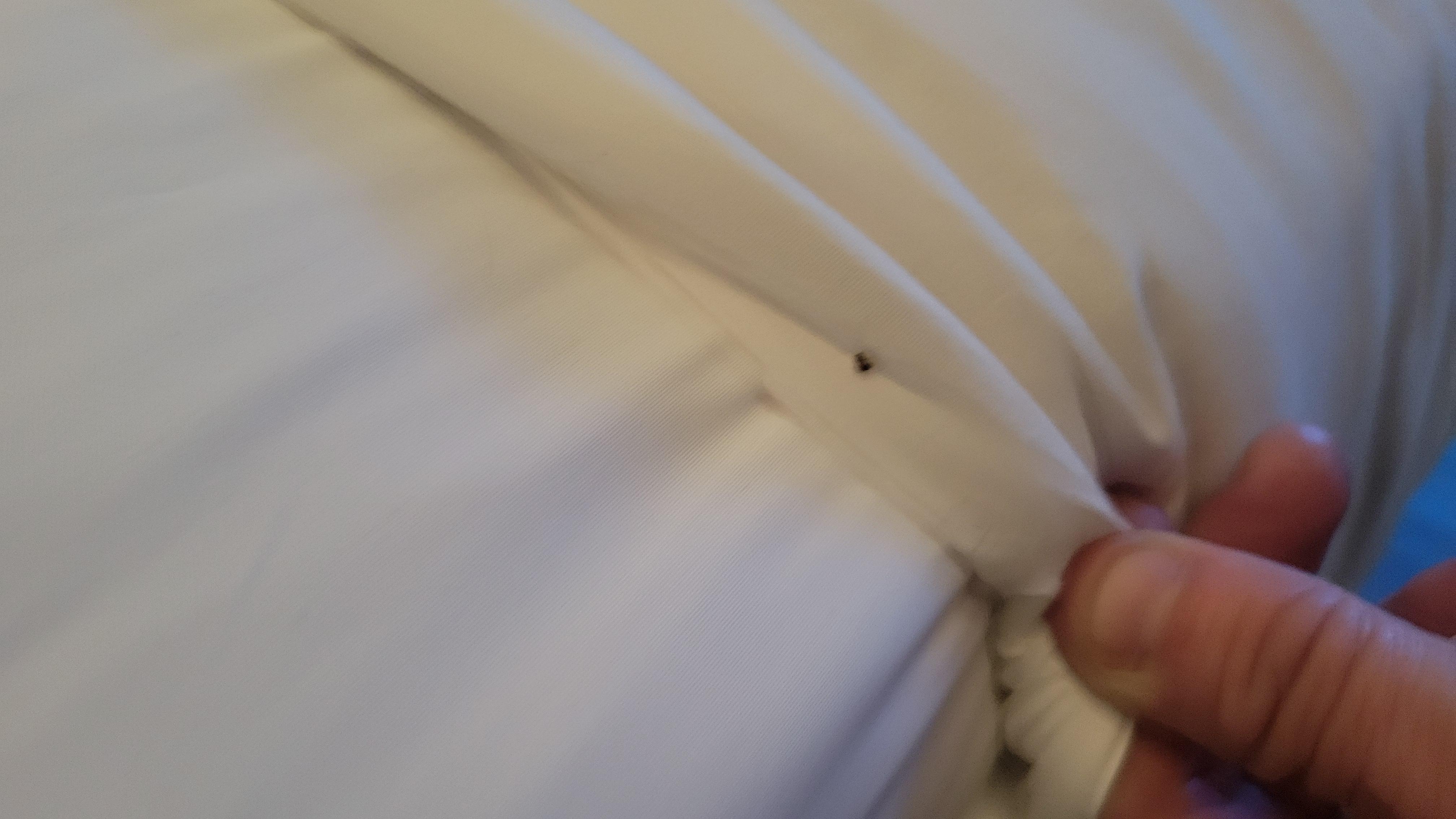 roaches on bed in room 