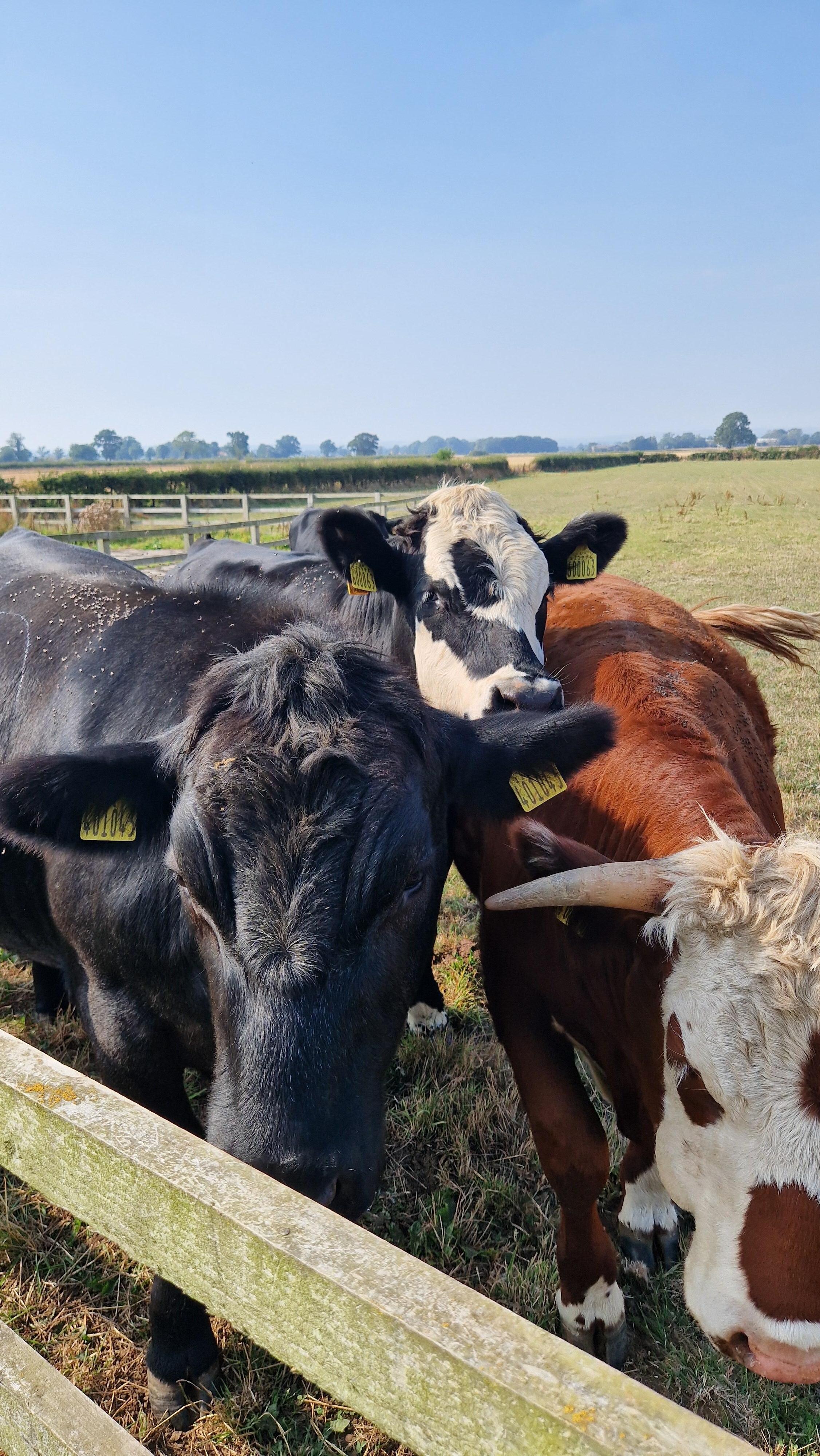 Koeien vonden het leuk om geaaid te worden 