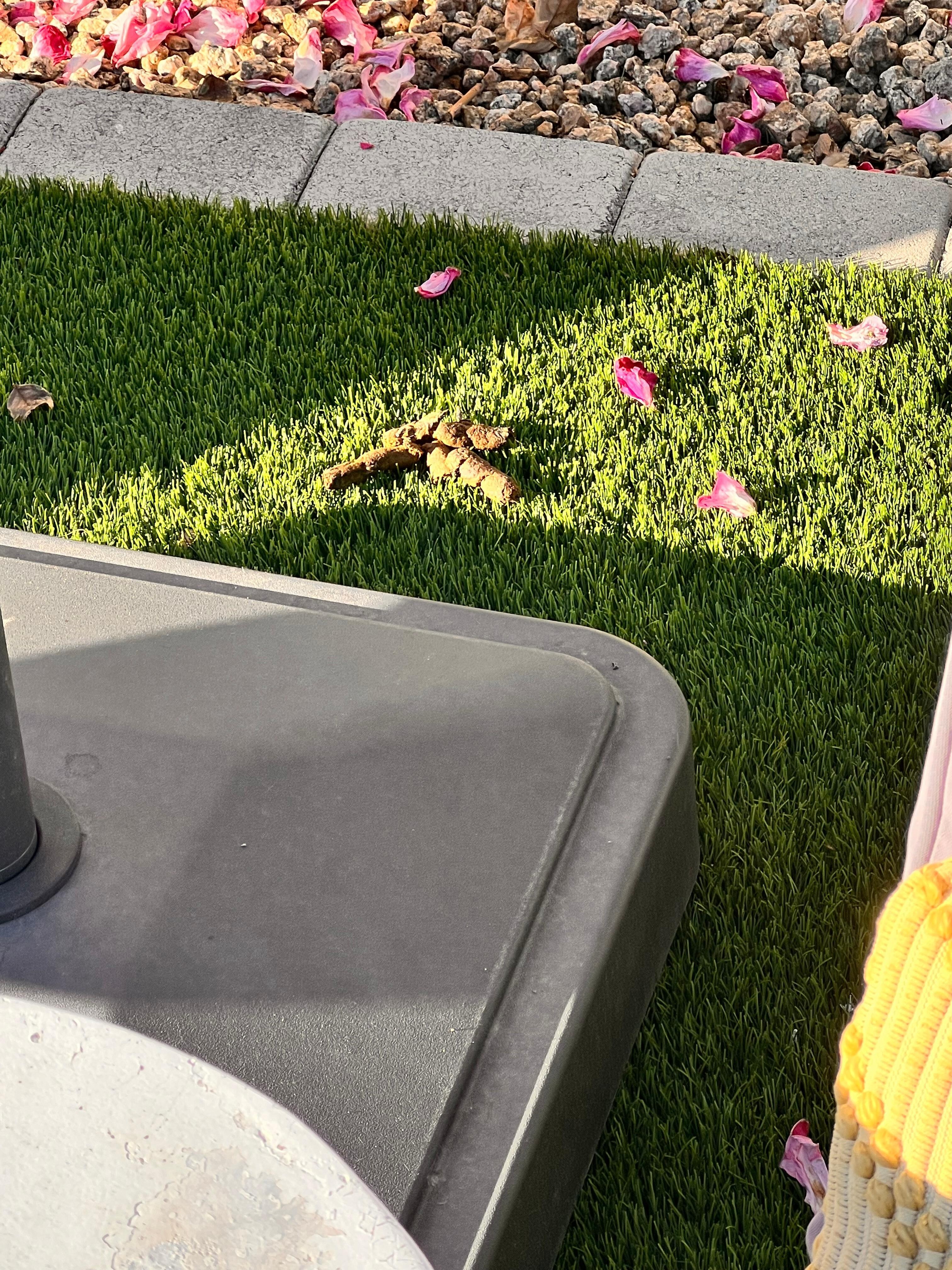 Gift from “Neighbors dog”