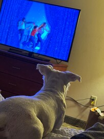 Our dog watching tv