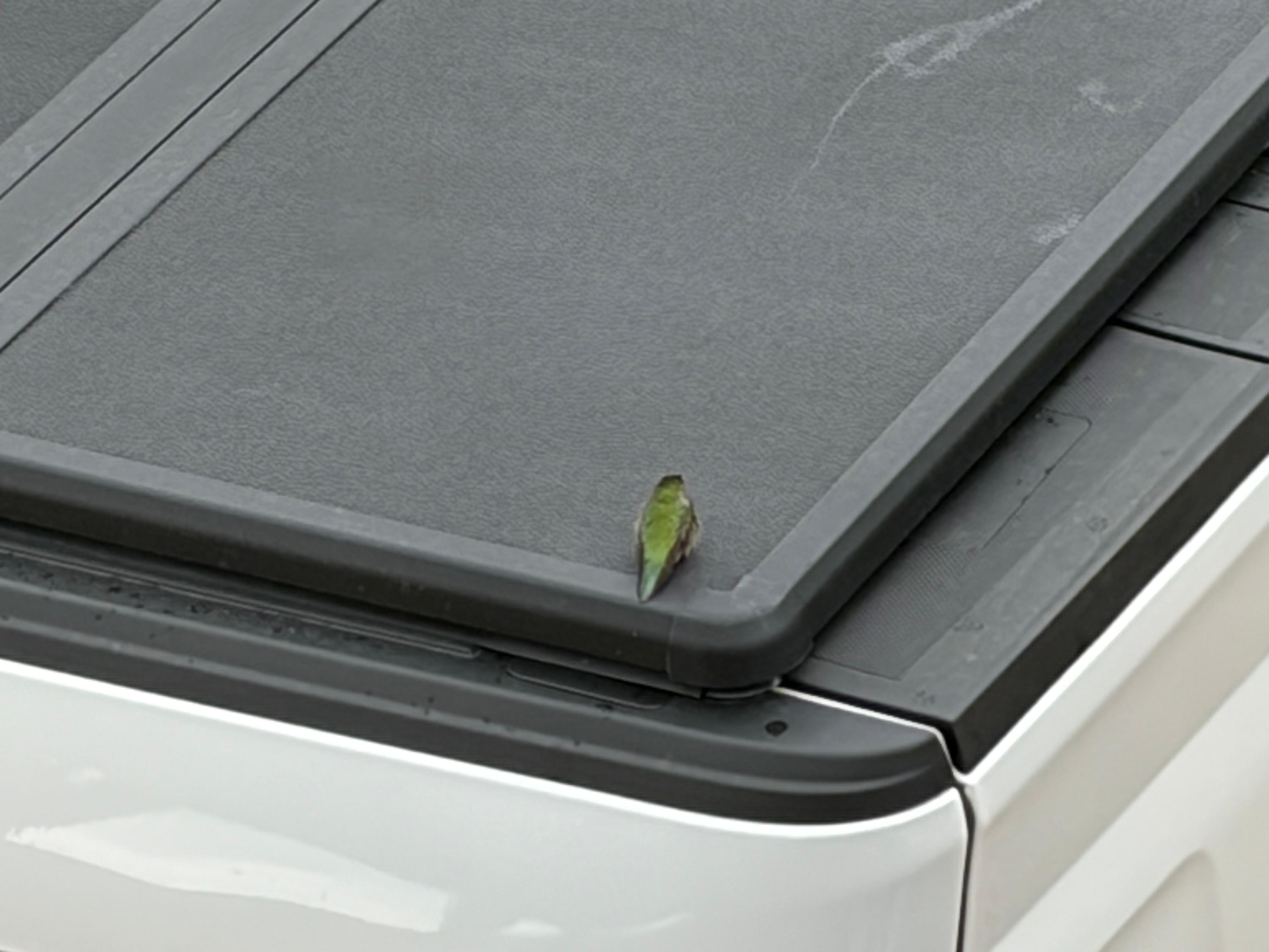 Our hummingbird friend! 