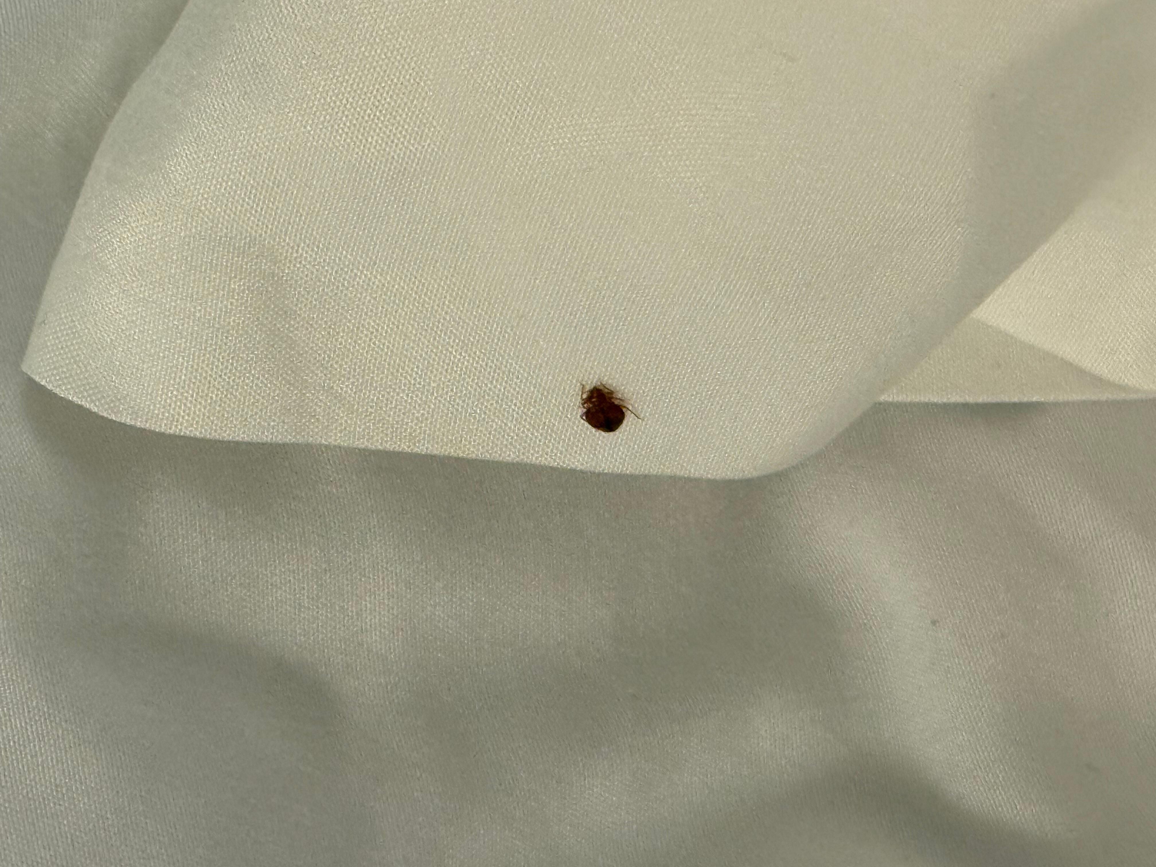 One bug on my bed in the hotel