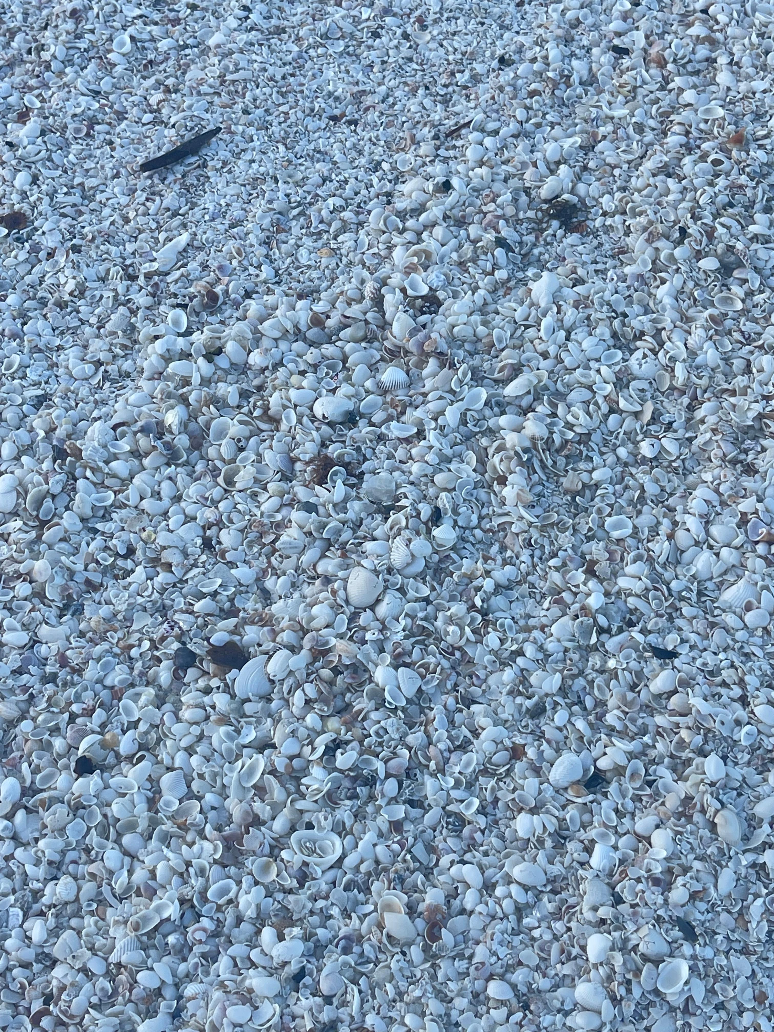 Shells for days, you won’t be disappointed 