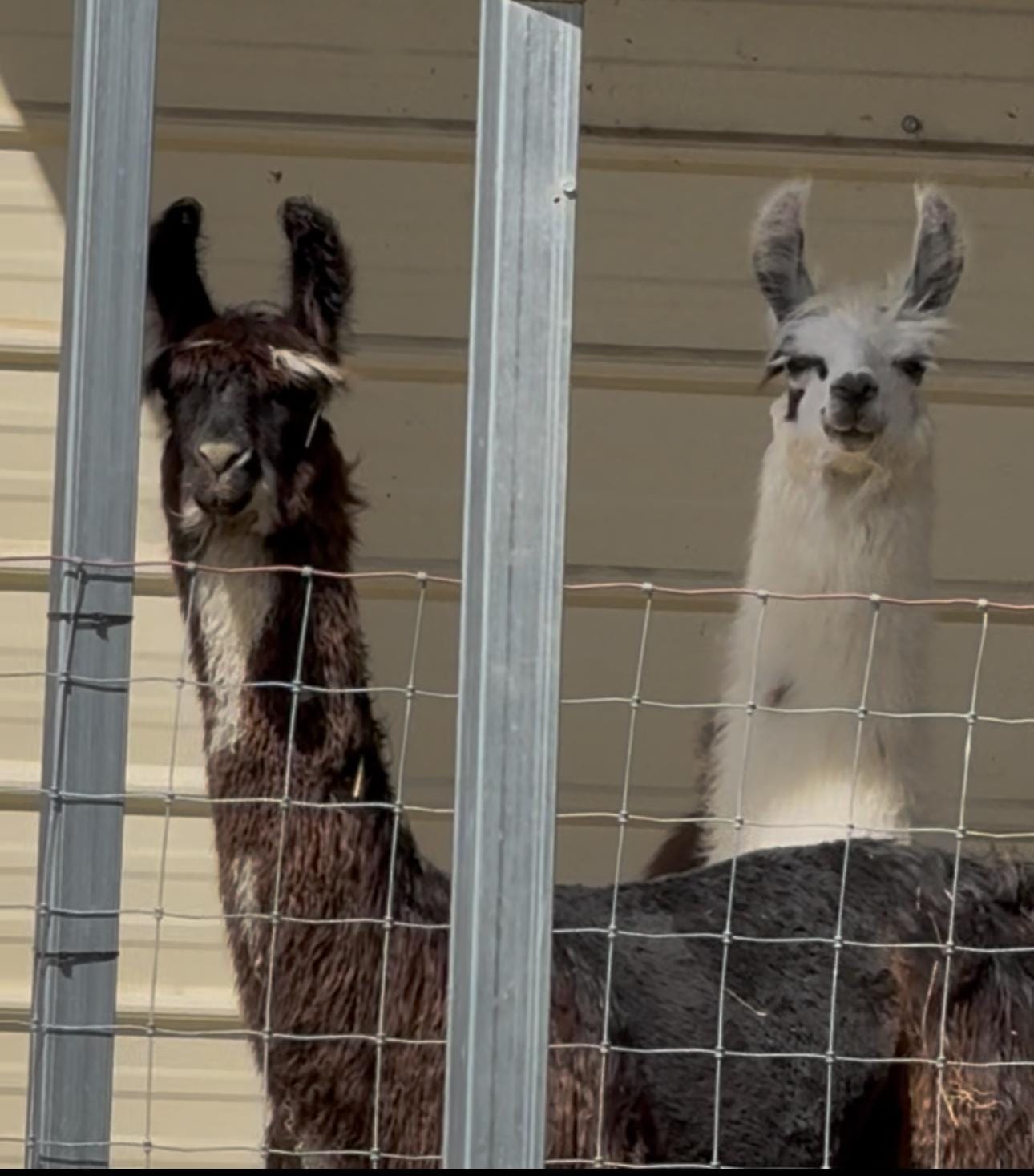 Lama farm 30 min drive 