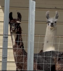 Lama farm 30 min drive