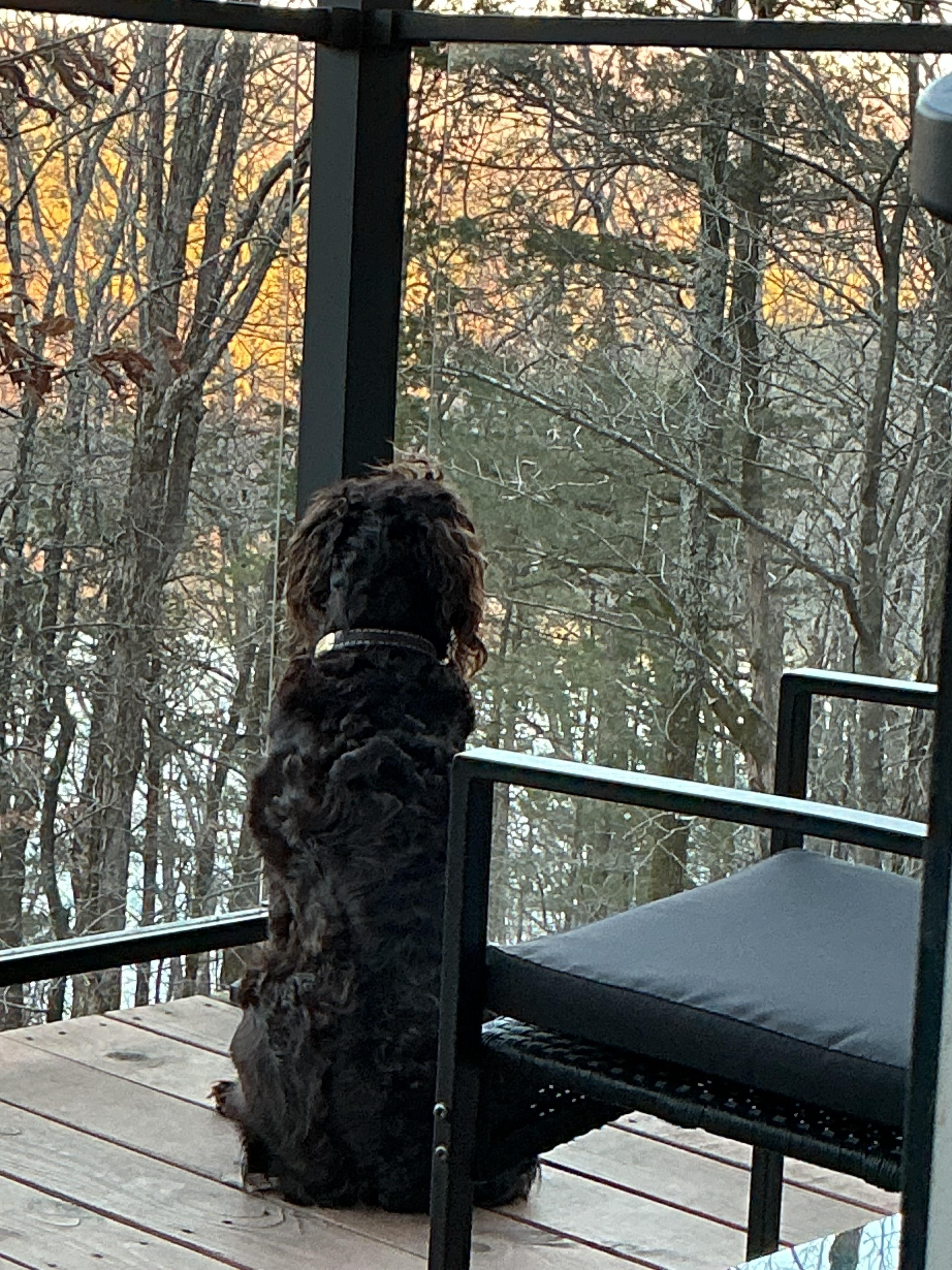 Enclosed deck
Pet friendly and safe