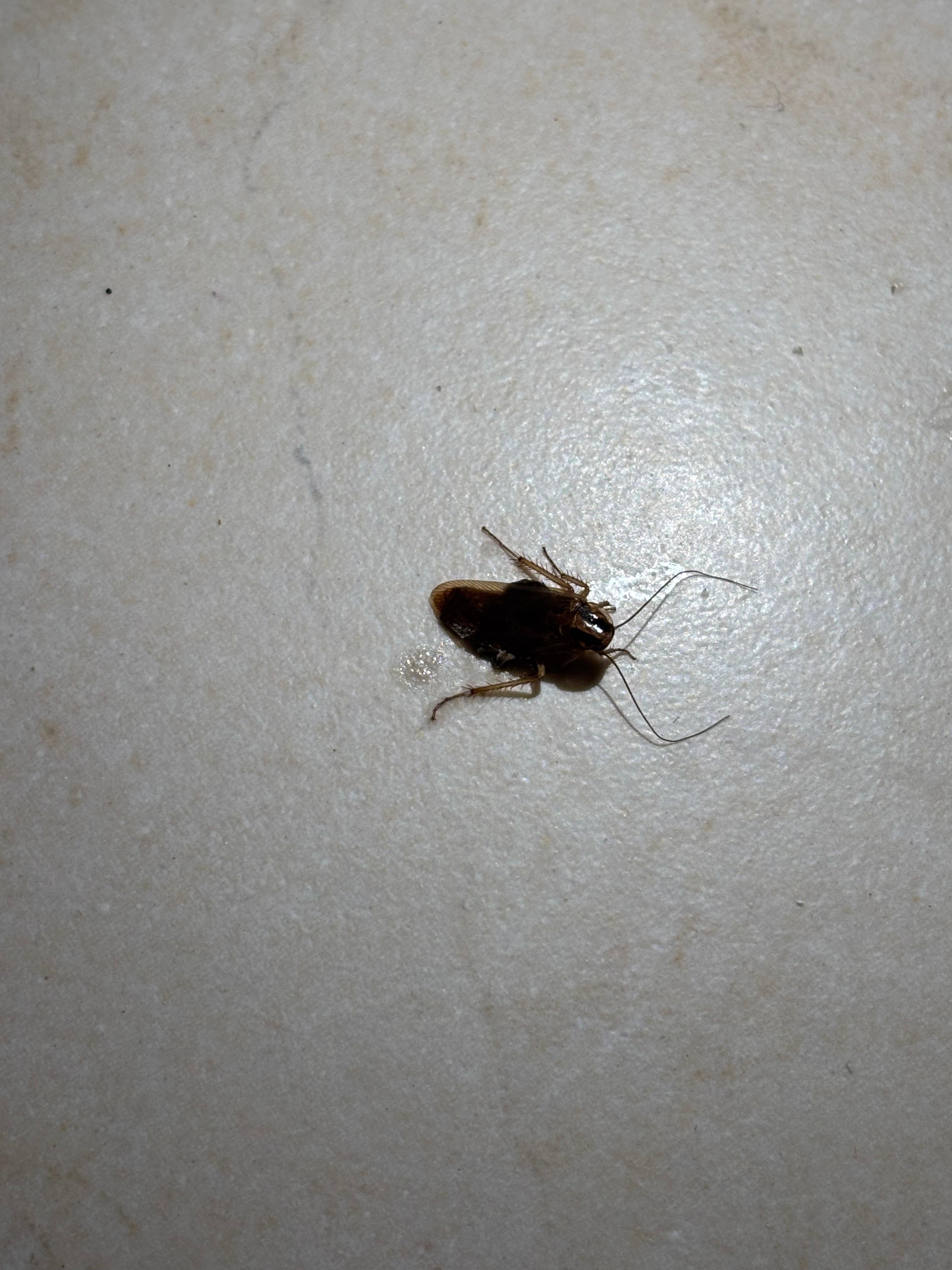 Cockroach in the bathroom of our first room