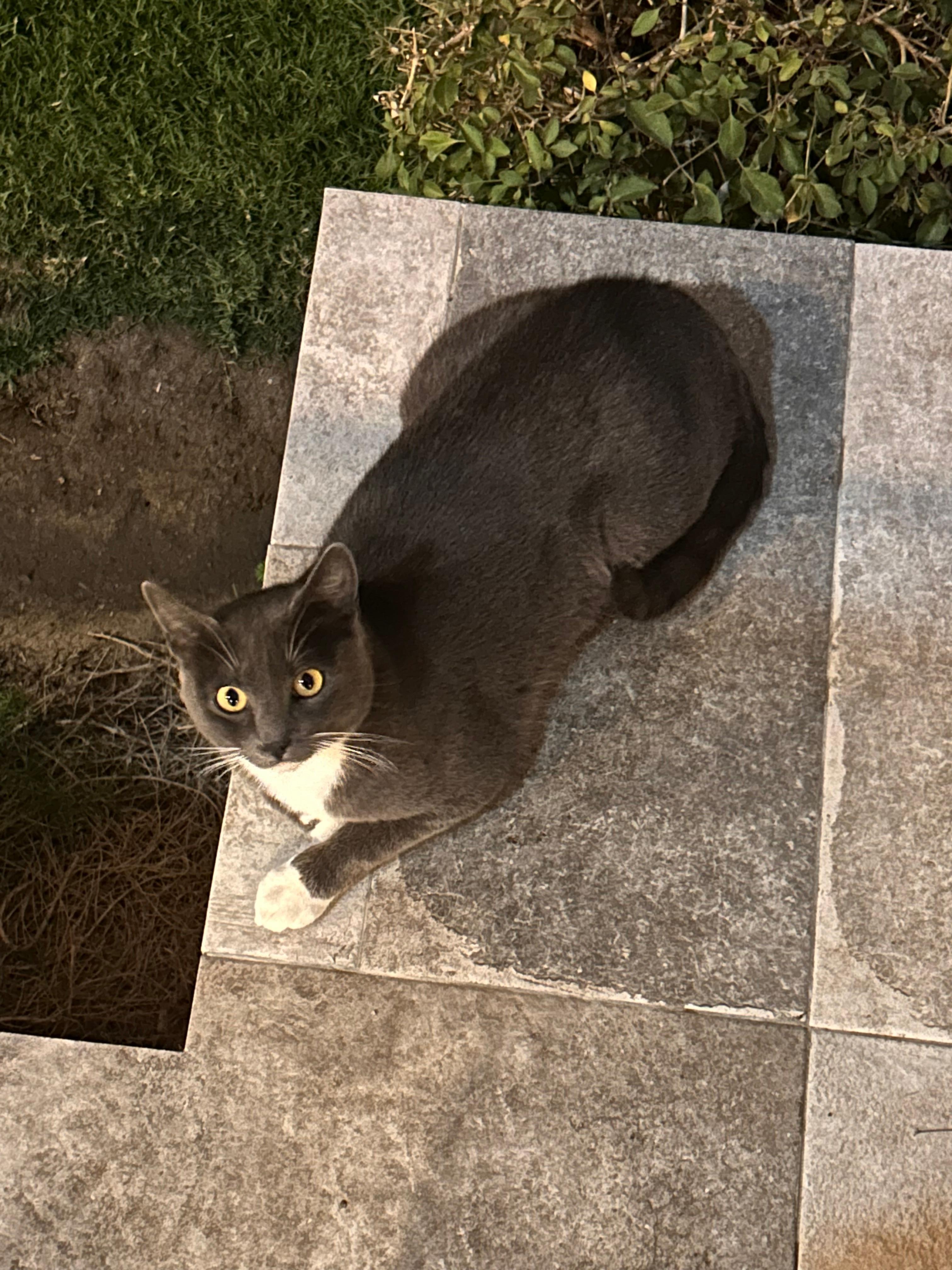 Had a lot of stray  cats that the hotel fed 