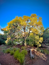 I call it the Zen tree.