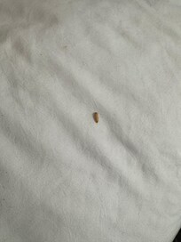Bug crawling in bed (first room)