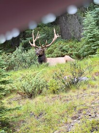Royal Bull Elk
