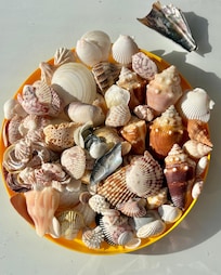 Great shelling at the beach