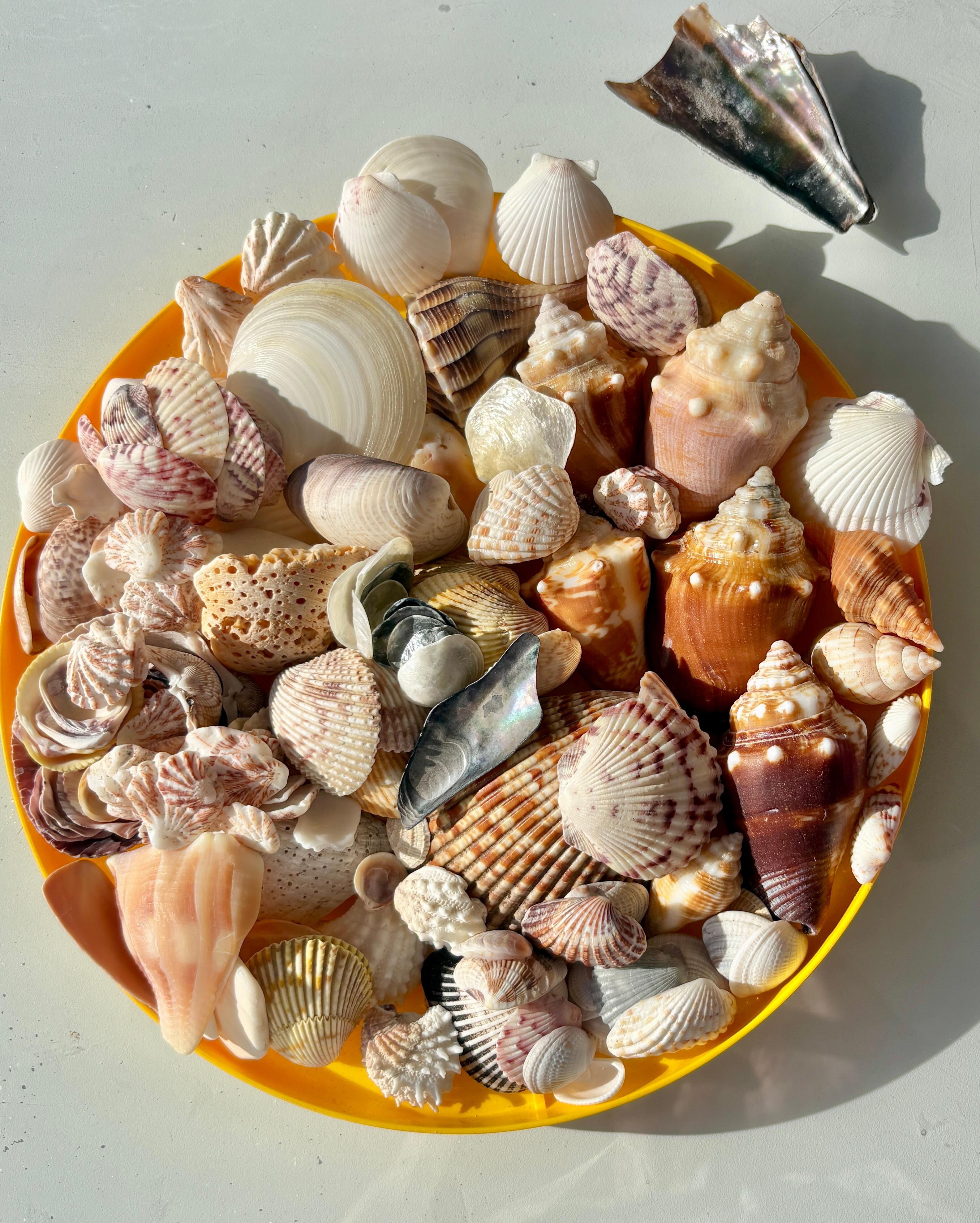 Great shelling at the beach