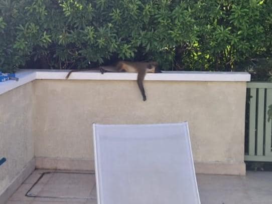 Monkey relaxing by the pool