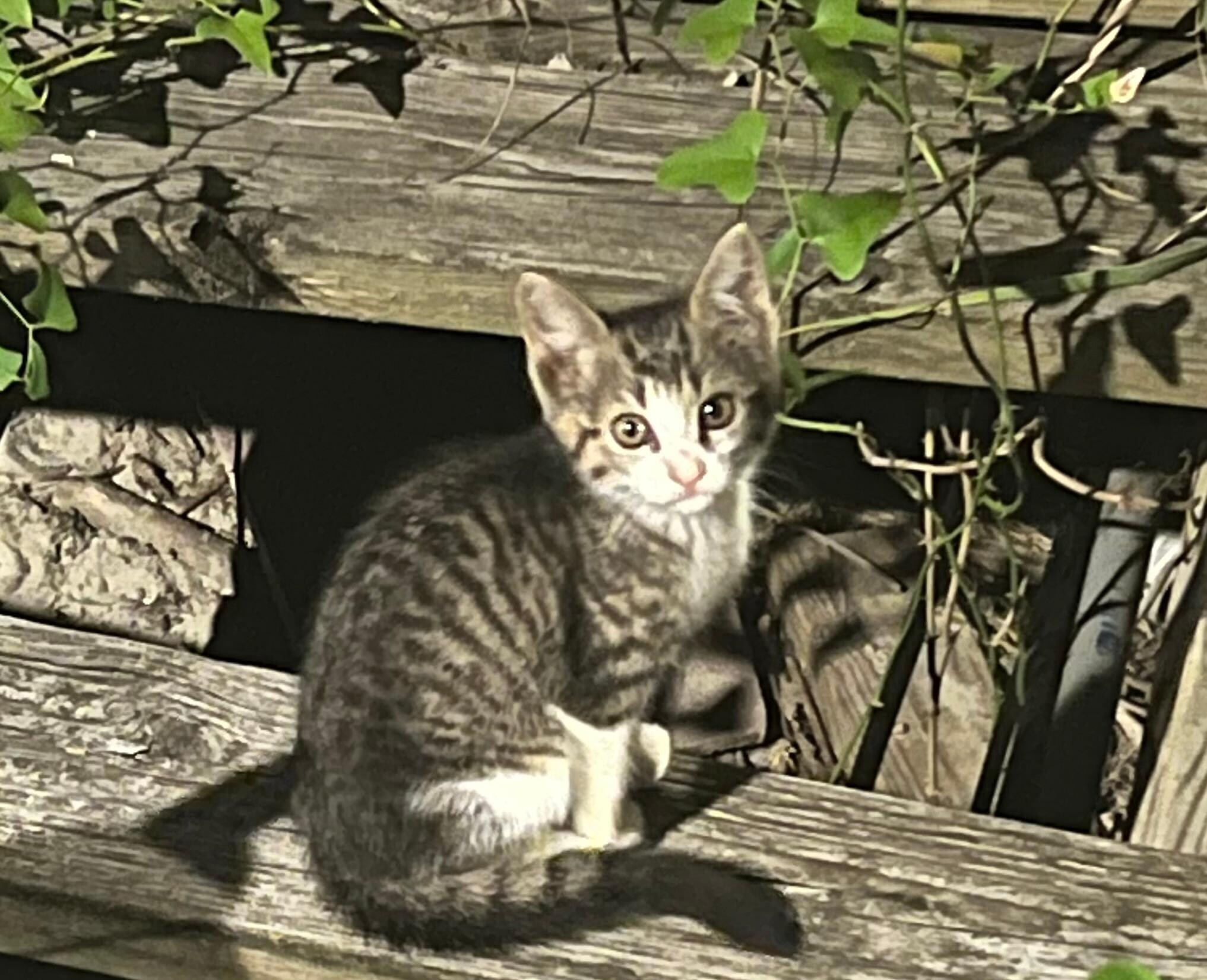 Litter of kittens and mother living under the pier
