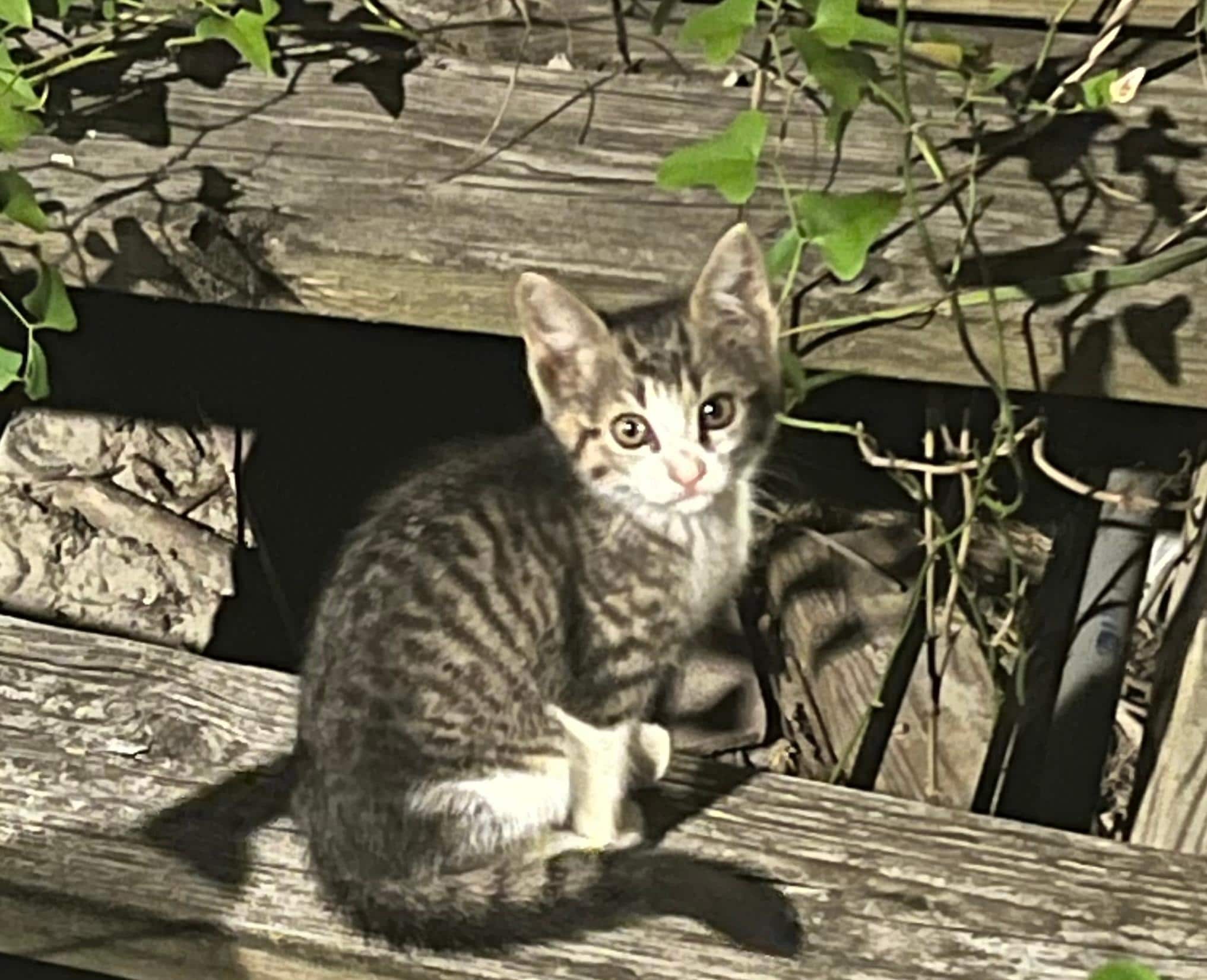 Litter of kittens and mother living under the pier