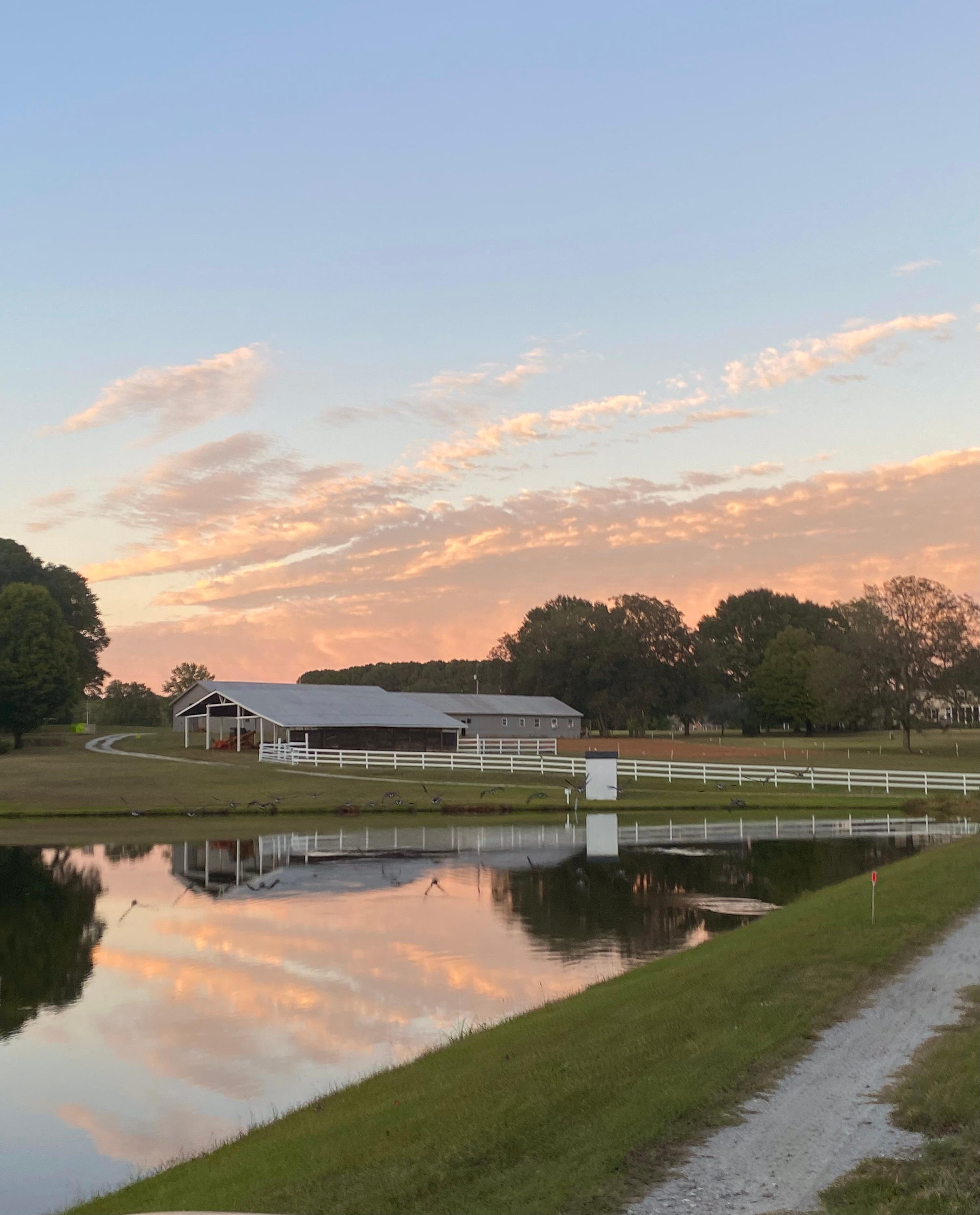 Morning walks to see the geese