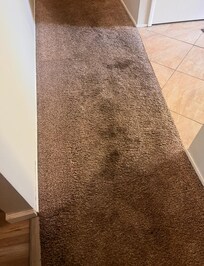 Main hall carpet