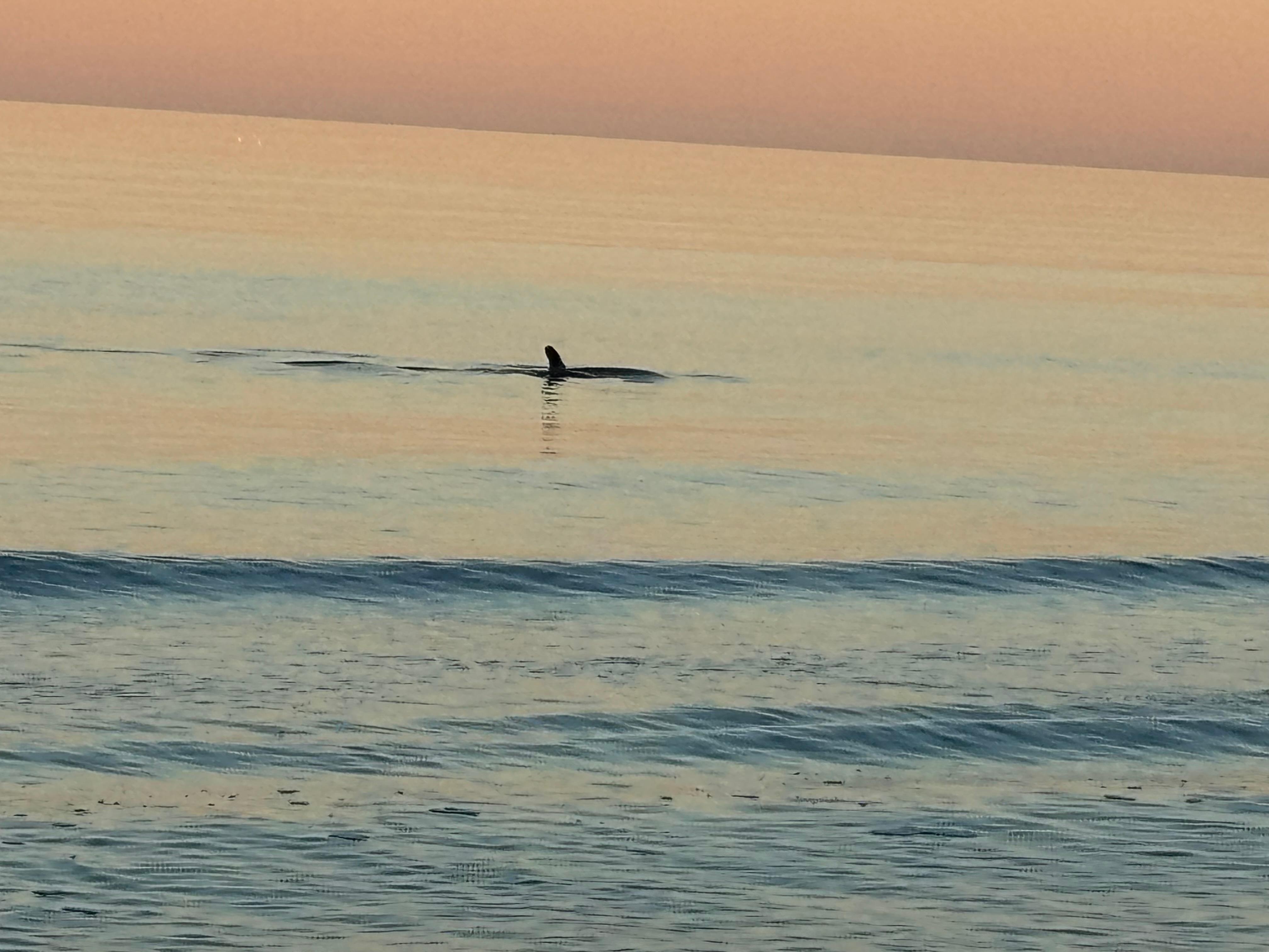 Dolphins from the balcony 
