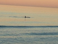 Dolphins from the balcony