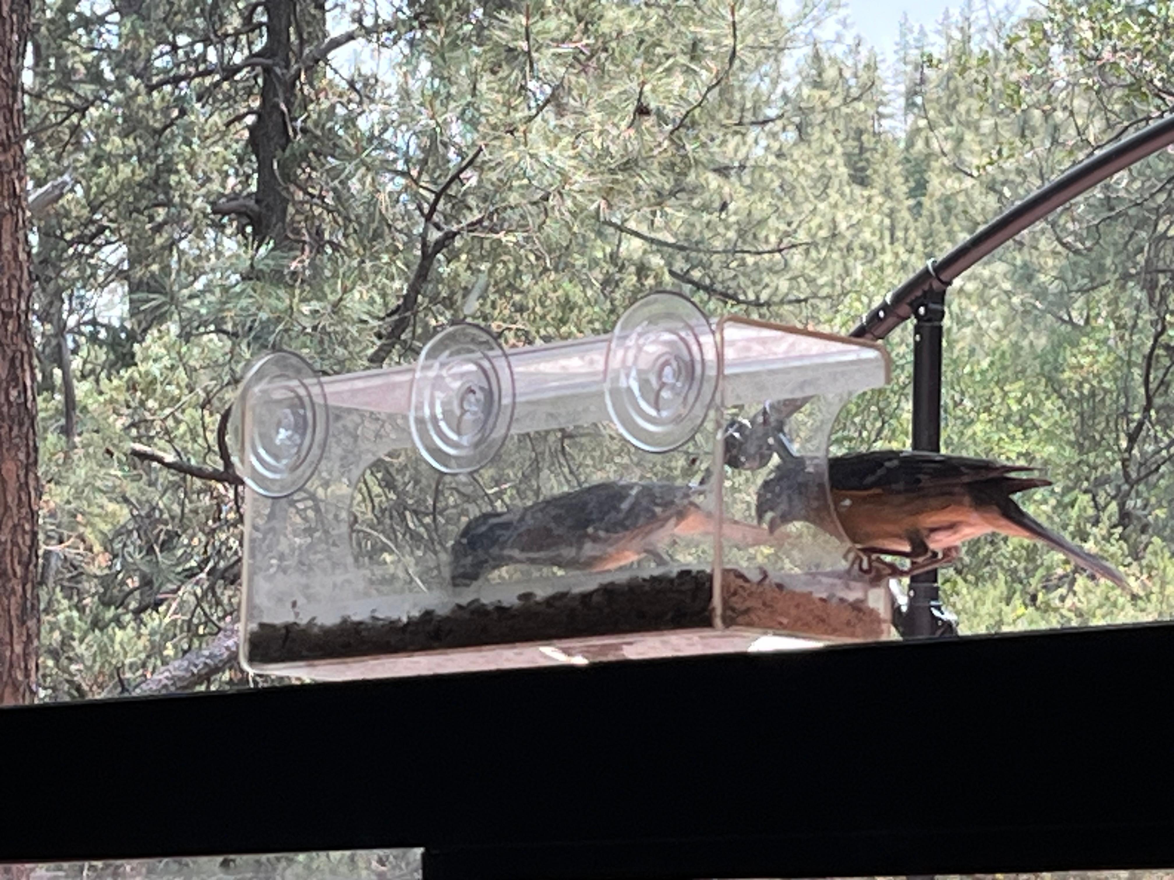 This feeder is attached to the big window and was a fun touch to watch all of the different birds eating.