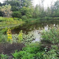Pond