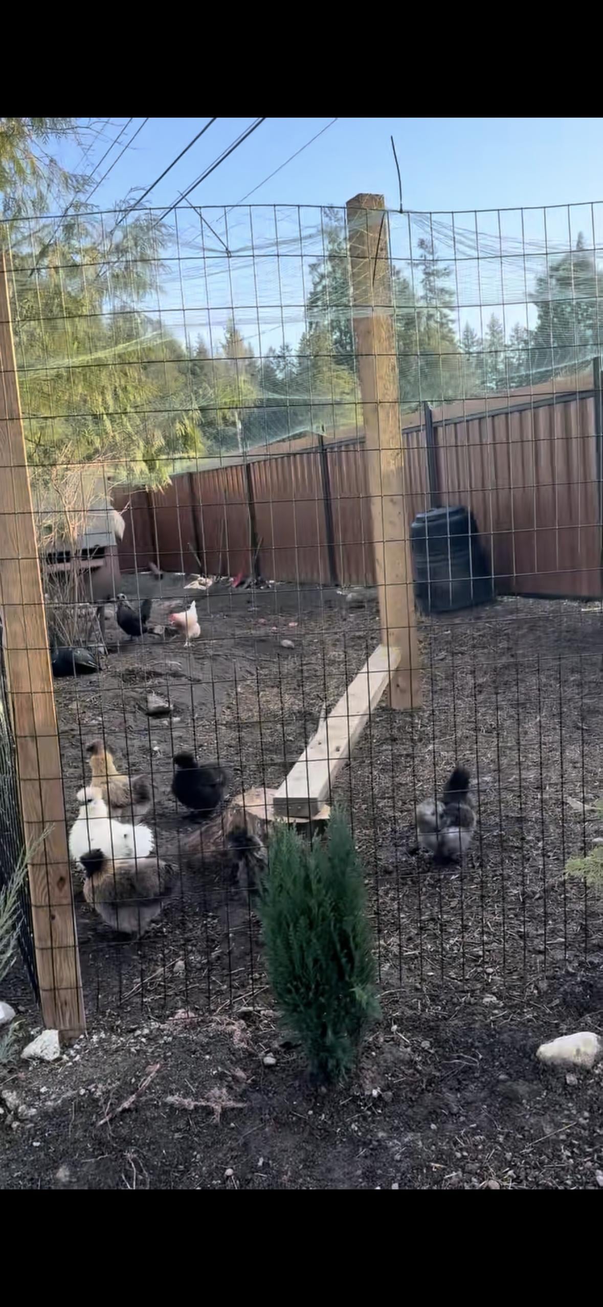 Chickens - you can interact and get fresh eggs