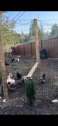 Chickens - you can interact and get fresh eggs