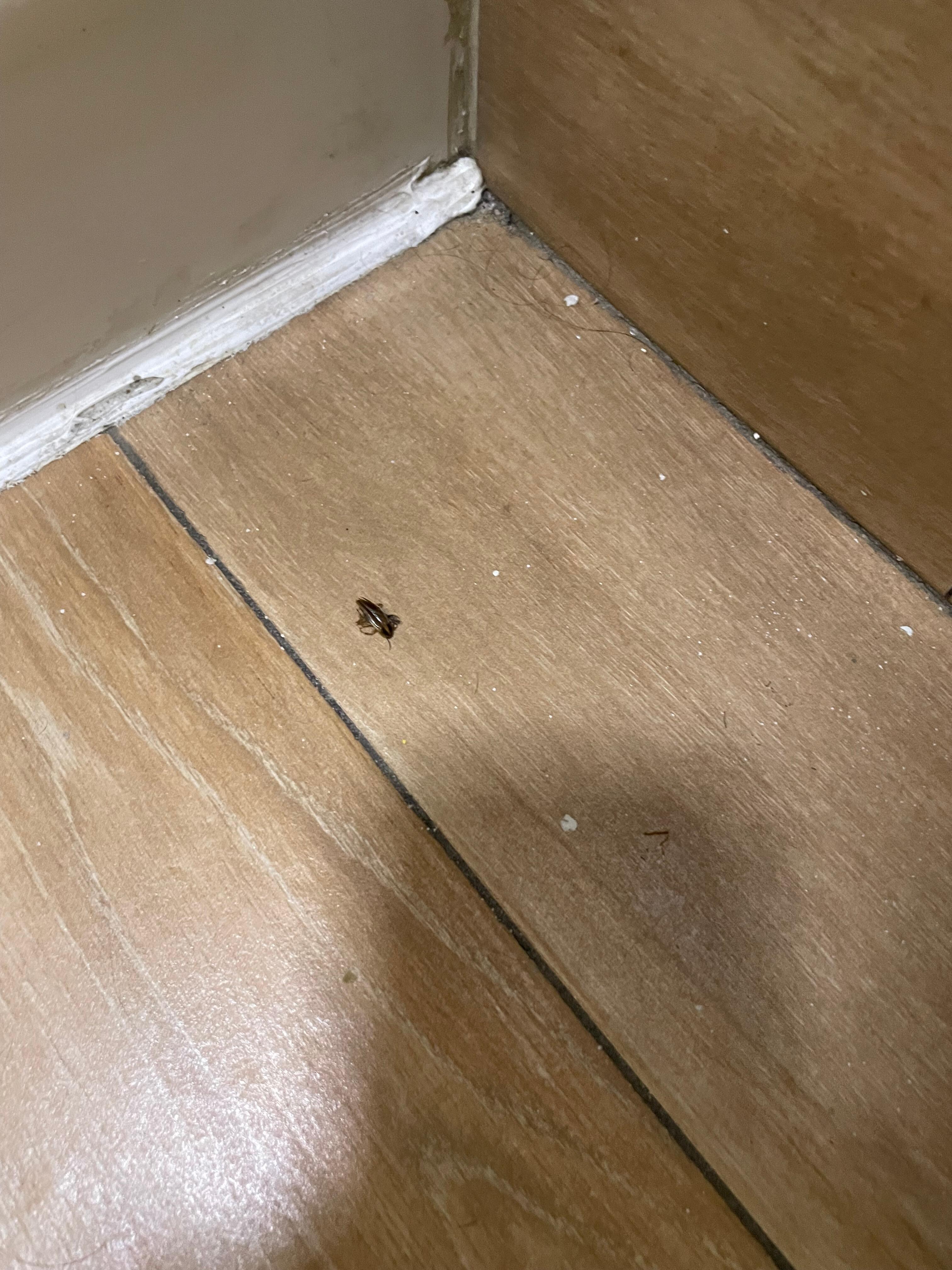Roach I killed while in the bathroom. 