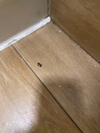 Roach I killed while in the bathroom.
