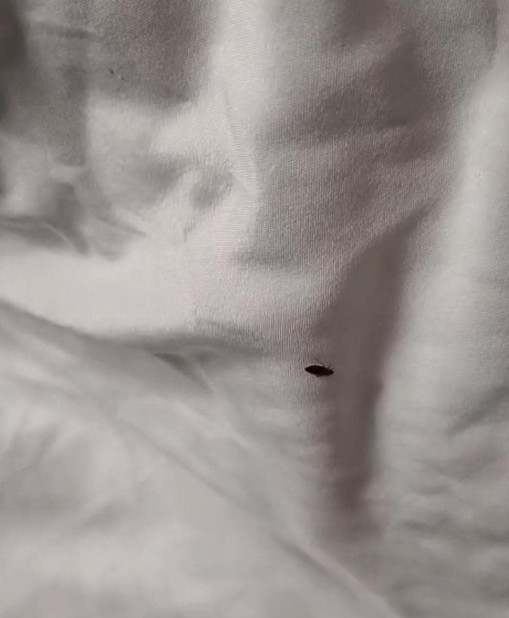 An adult bed bug. 