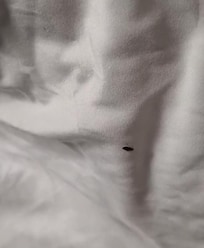 An adult bed bug.