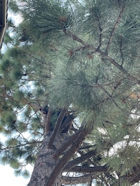 Bear in tree in resort
