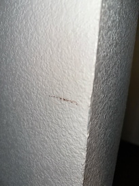 Feces on wall