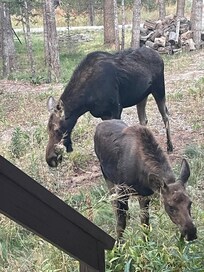 This mama and baby greeted us one morning right at the back porch. We were so excited.