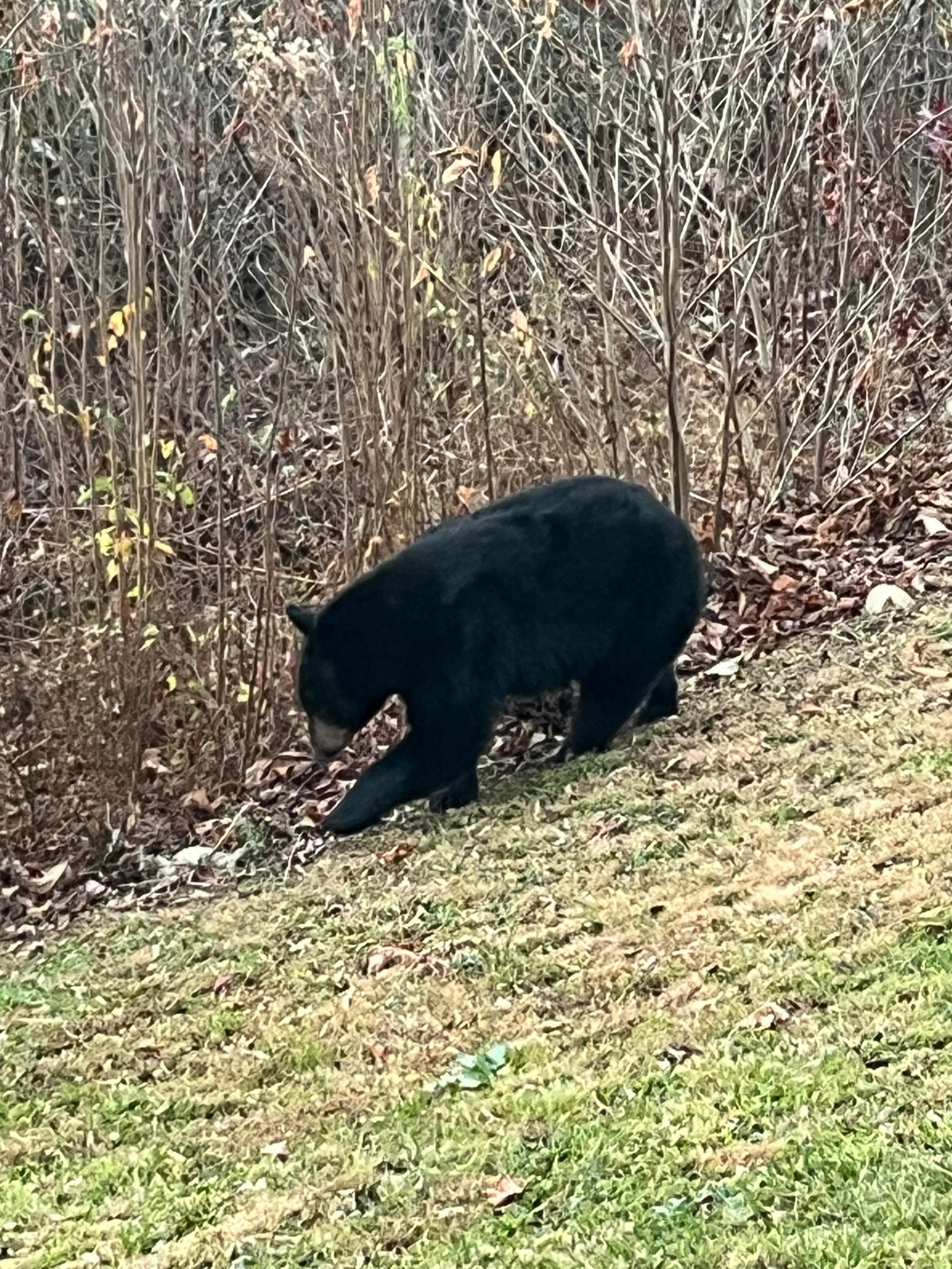 One of many black bears that wondered along the back of property.