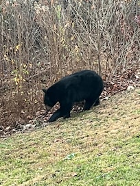 One of many black bears that wondered along the back of property.