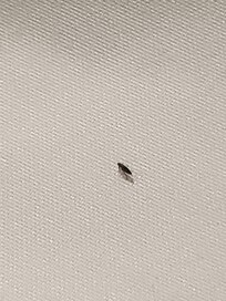 Another flea