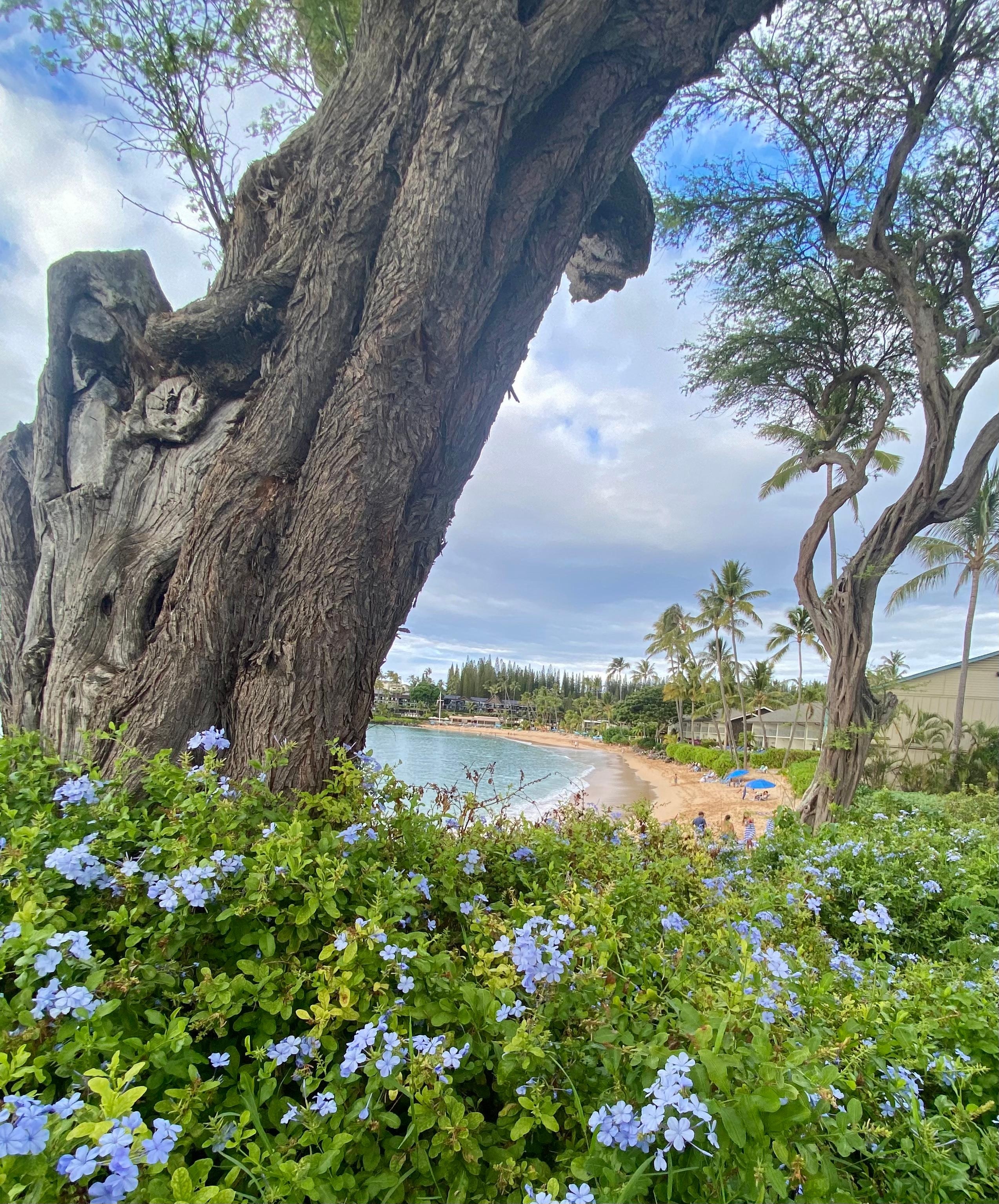 Napili Bay from the path