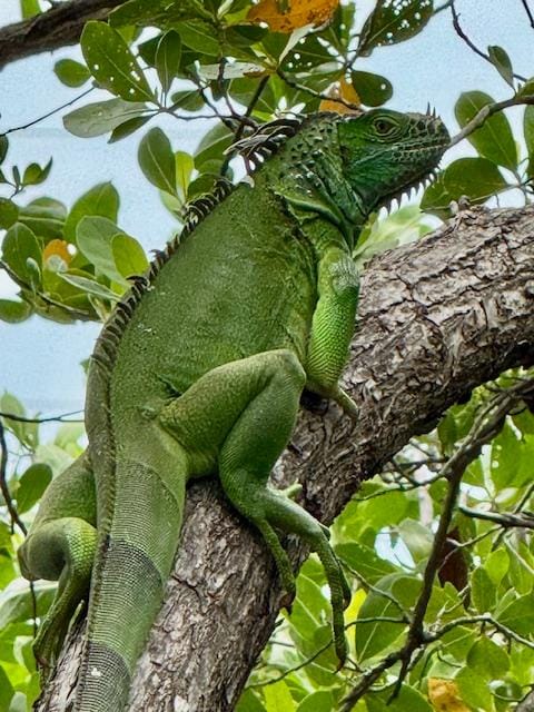 Iguana's Everywhere!