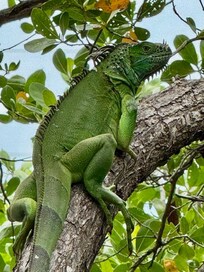 Iguana's Everywhere!
