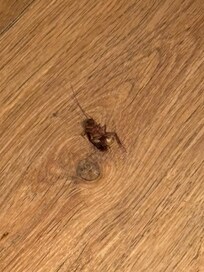 one of the multiple Cockroaches we killed