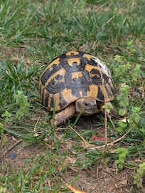 They had some turtles on the property. Which was absolutely adorable.