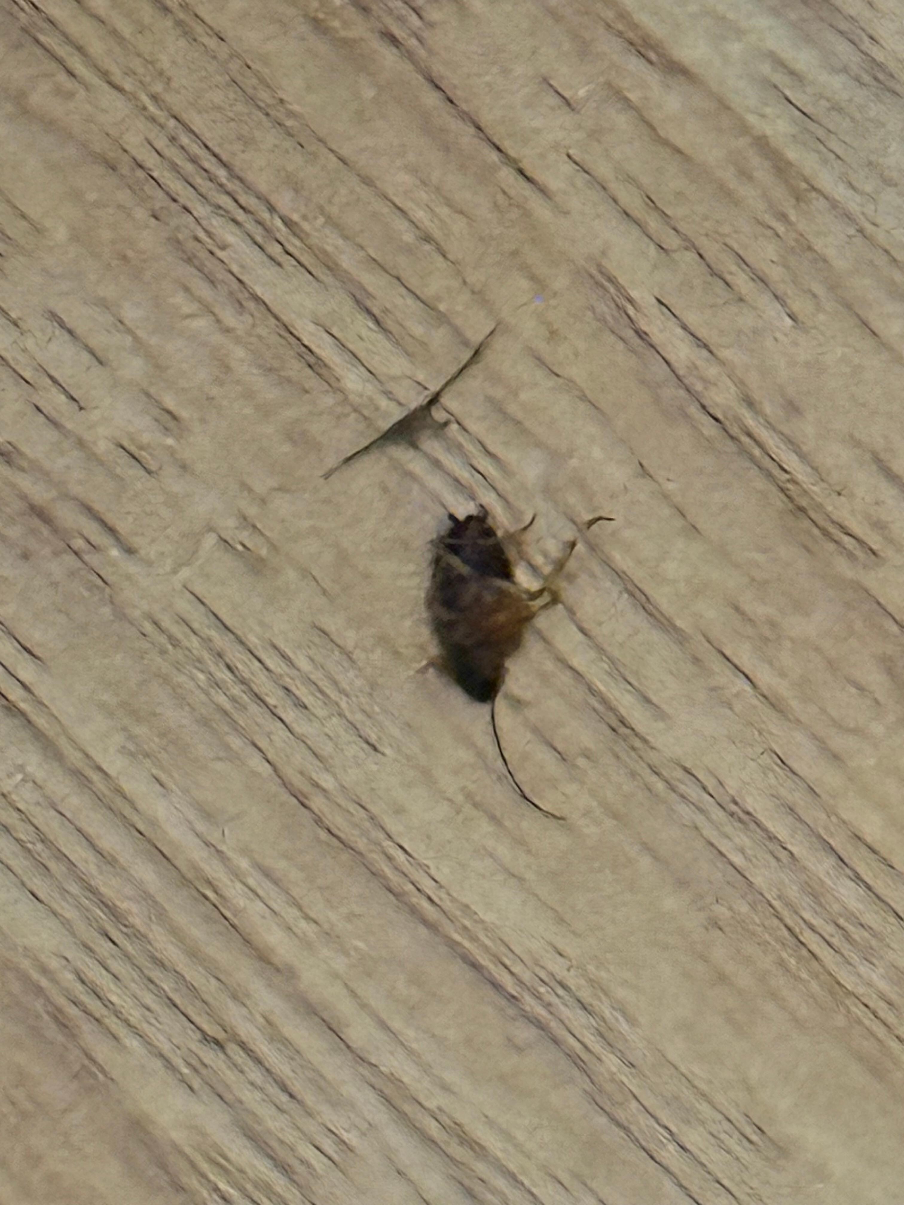 Roach bug that we had to kill in the home