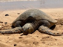 Just a 10 minute walk to see these turtles resting on the beach every day!