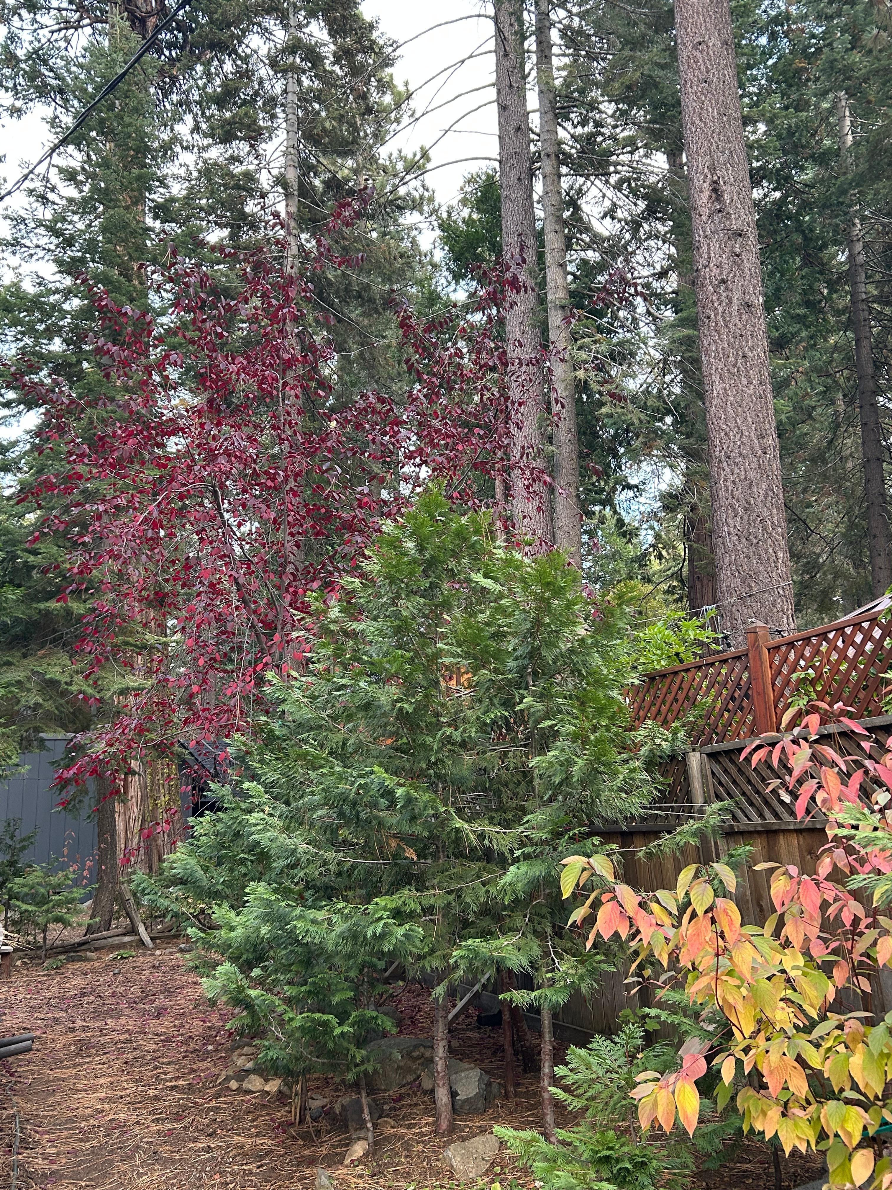 The cute garden behind the cabin. 