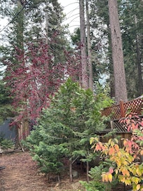 The cute garden behind the cabin.