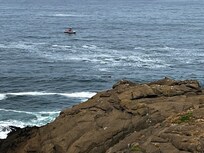 Whales and whale watching boats.