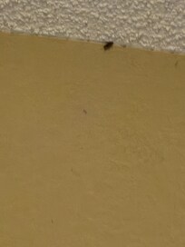 Roach on the ceiling