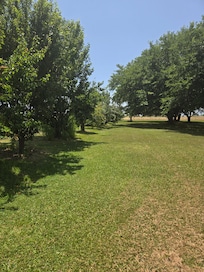 Fruit trees along the side yard